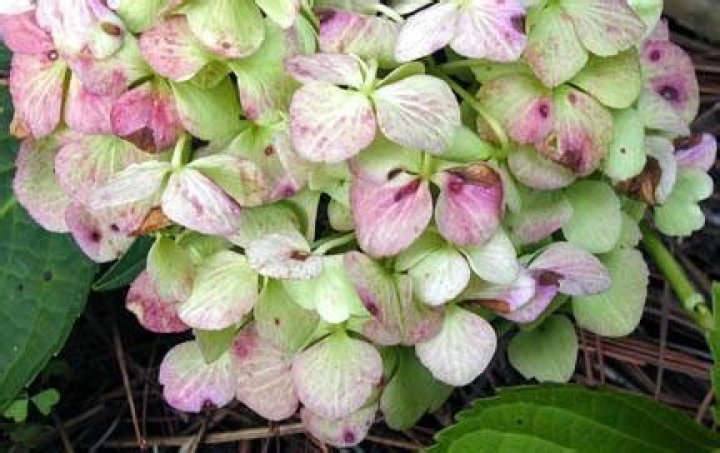 Why are my white hydrangeas turning pink?