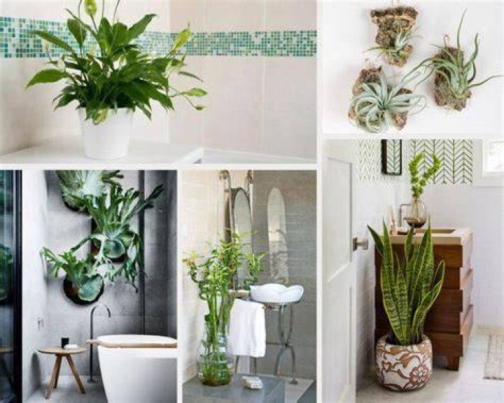 Why do people put plants in bathroom?