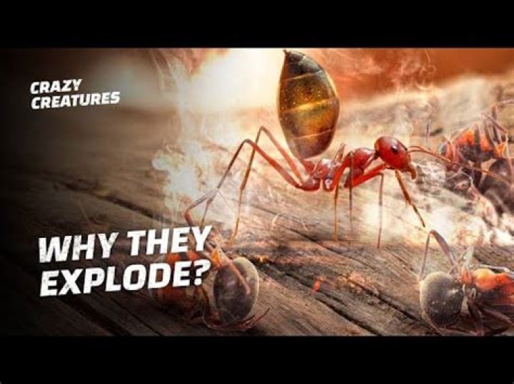 Why do soldier ants explode?