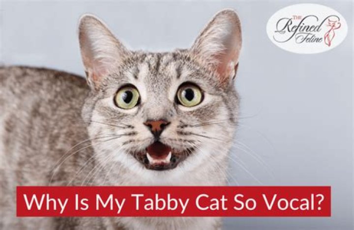 Why is my cat so vocal?