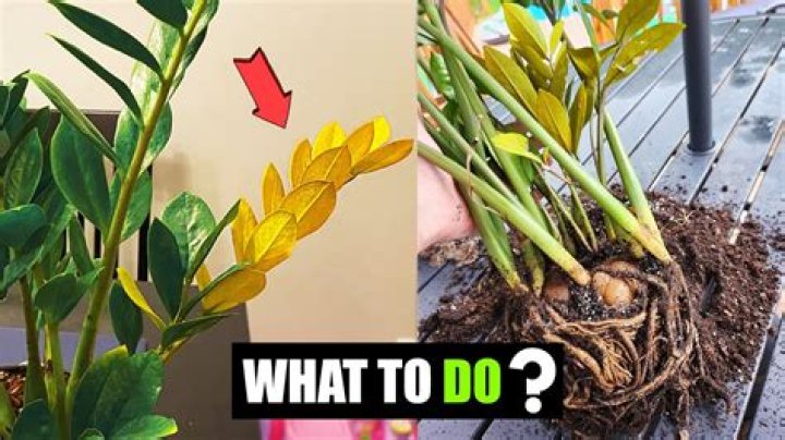 Why is my plant turning yellow and drooping?